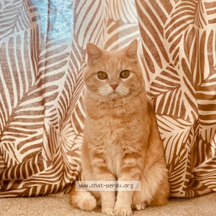 Photo 1/1 Loulou Chat perdu à Clichy sous bois