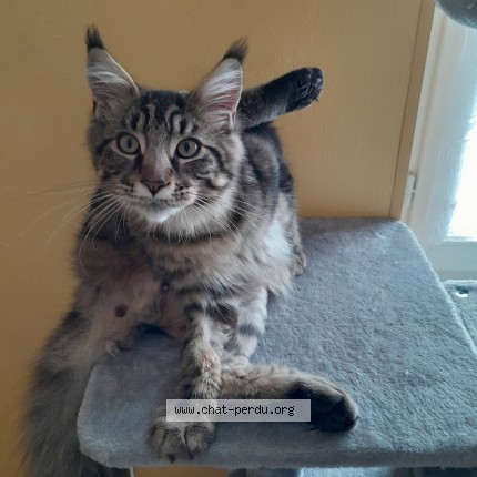 Photo 1/1 cookie Chat perdu à Ottange