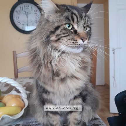 Photo 1/1 cookie Chat perdu à Ottange