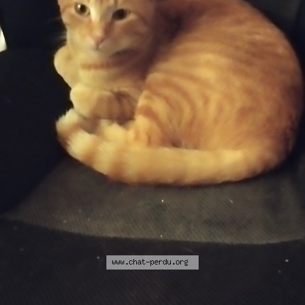 Photo 1/1 Ubu Chat perdu à St thegonnec loc eguiner st theg