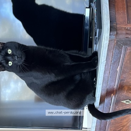 Photo 1/1 Attila Chat perdu à Cheverny