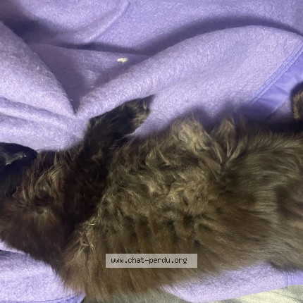 Photo 1/1 ratatouille Chat perdu à Valenciennes