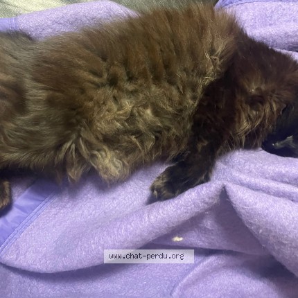 Photo 1/1 Chat retrouvé Perdu à Valenciennes