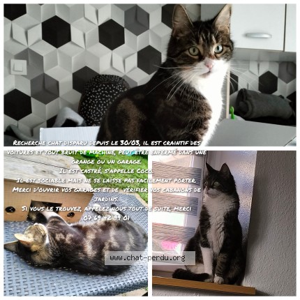 Photo 1/1 Coco Chat perdu à Monswiller