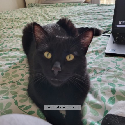 Photo 1/1 luffy Chat perdu à Evry courcouronnes