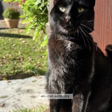 Photo 1/1 Chat retrouvé Perdu à Bourguillon