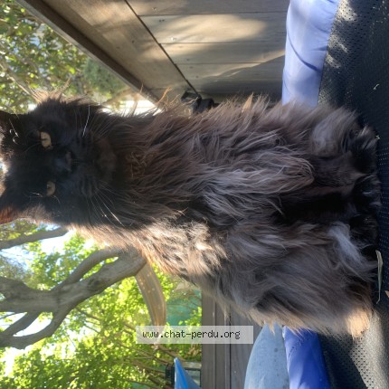 Photo 1/1 biboo Chat perdu à Cannes