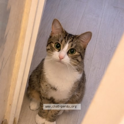 Photo 1/1 foufoune Chat perdu à Saverdun