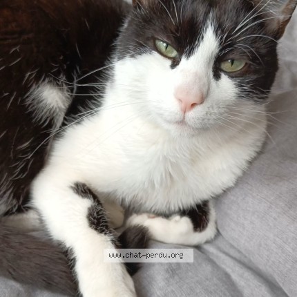 Photo 1/1 Chat retrouvé Perdu à Bordeaux