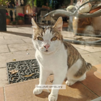 Photo 1/1 garden Chat perdu à Roquevaire