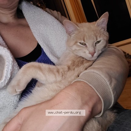 Photo 1/1 Chat retrouvé Perdu à Nevez
