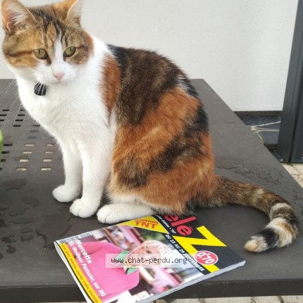 Photo 1/1 Ciboulette Chat perdu à Corne