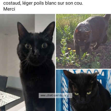 Photo 1/1 COOCKY Chat perdu à Roeulx