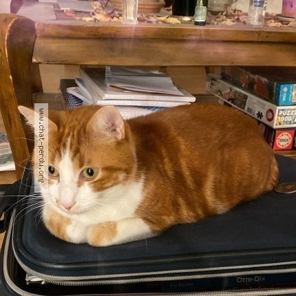 Photo 1/1 Limonov Chat perdu à Chambery