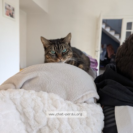 Photo 1/1 Pippin Chat perdu à Cesson sevigne