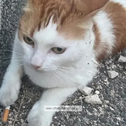 Photo 1/1 Chat retrouvé Perdu à Dijon