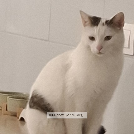 Photo 1/1 vachounette Chat perdu à Saint joseph