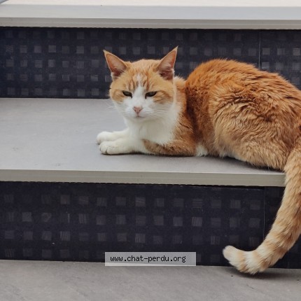 Photo de chat trouvé à Houx