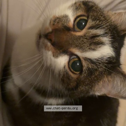 Photo de chat perdu à Somain