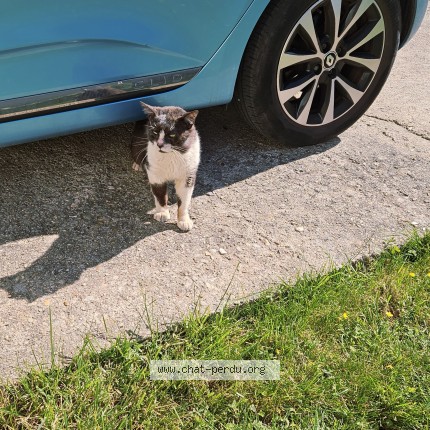 Photo de chat trouvé à Le Chatelet En Brie
