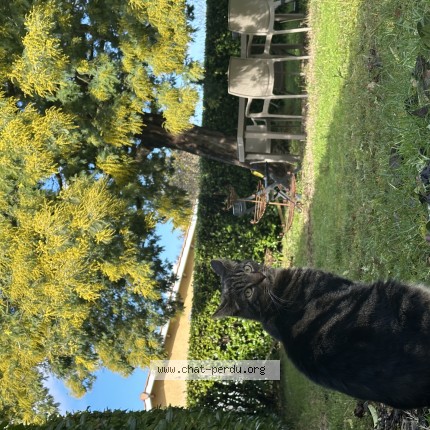 Photo de chat perdu à Begles
