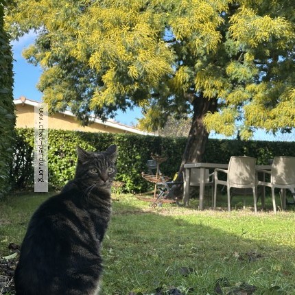 Photo 1/1 Doudou Chat perdu à Begles