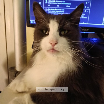 Photo 1/1 Figaro Chat perdu à Saint ouen
