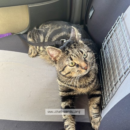 Photo de chat perdu à Dijon