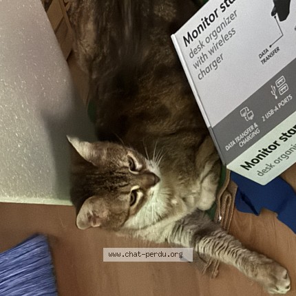 Photo de chat perdu à Montelimar