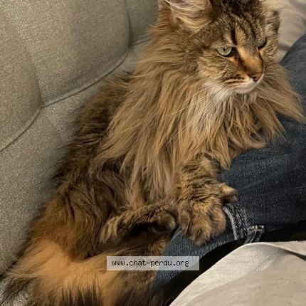 Photo de chat perdu à Herblay