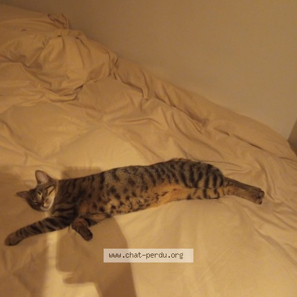 Photo de chat perdu à Melun