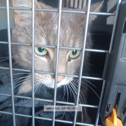 Photo de chat trouvé à Laroque Des Alberes