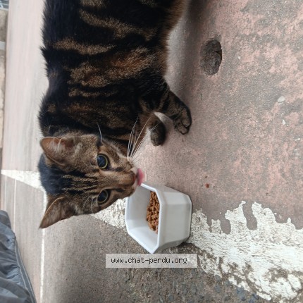 Photo 1/1 Chat trouvé Trouvé à Nice