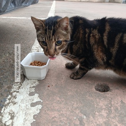 Photo 1/1 Chat trouvé Trouvé à Nice