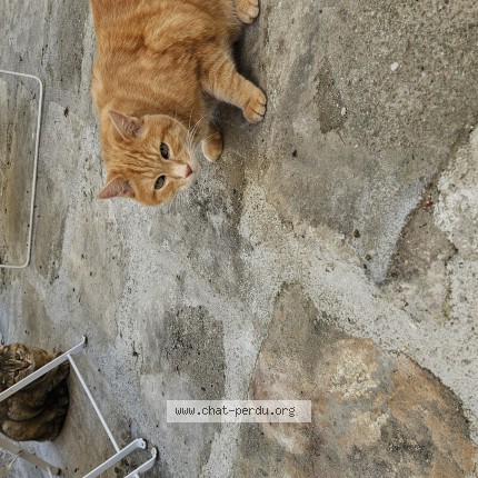 Photo de chat perdu à Beaulieu Les Loches
