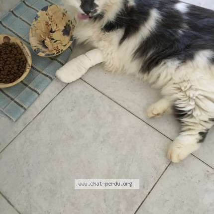 Photo 1/1 Didé Chat perdu à Remuzat