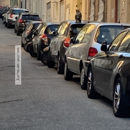 Photo de chat perdu à Marseille