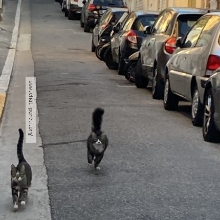 Photo 2/2 bernard Chat perdu à Marseille