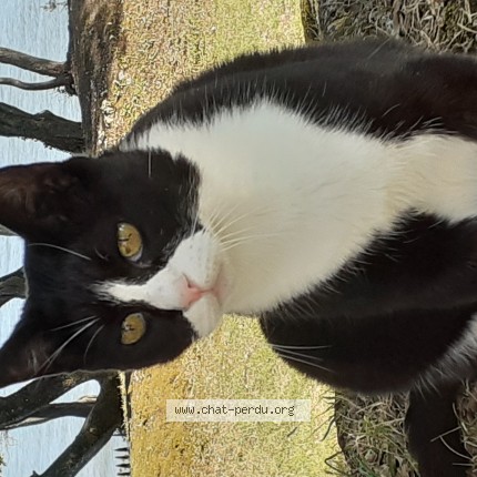 Photo de chat perdu à Saint Palais Sur Mer