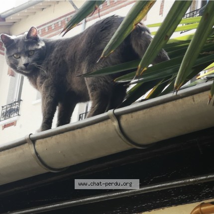 Photo de chat perdu à Puteaux