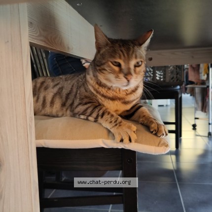 Photo de chat perdu à Miserey Salines