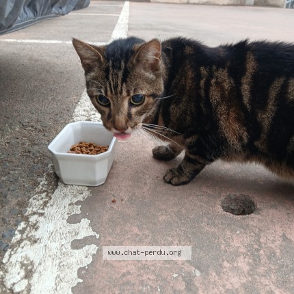 Photo 1/1 Chat trouvé Trouvé à Nice