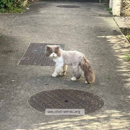 Photo de chat perdu à Sainte Eulalie