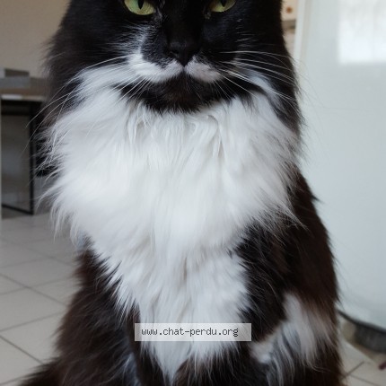 Photo de chat perdu à Thonon Les Bain