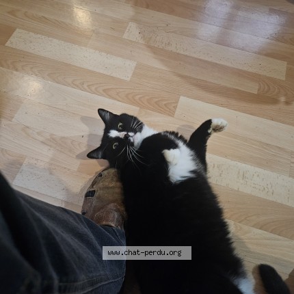 Photo de chat perdu à Aouste Sur Sye