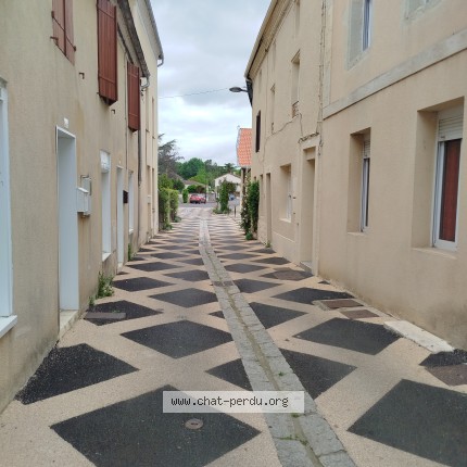 Photo de chat perdu à Hagetmau