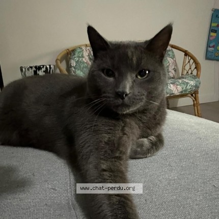 Photo de chat perdu à Thonon Les Bains