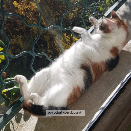 Photo de chat perdu à Saint Etienne