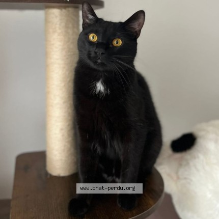 Photo de chat perdu à Saint Etienne