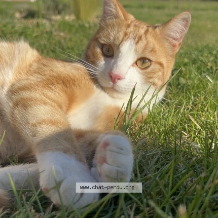 Photo de chat perdu à Beaucouze